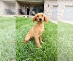 Small #2 Golden Retriever