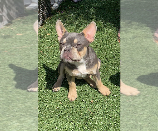 Medium Photo #1 French Bulldog Puppy For Sale in TEMECULA, CA, USA