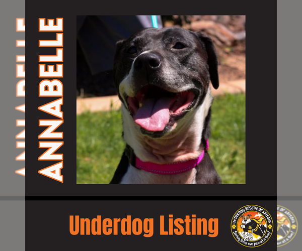 Medium Photo #3 Bullboxer Pit Puppy For Sale in Chandler, AZ, USA
