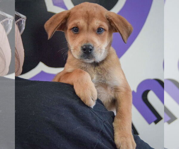 Medium Photo #5 German Shepherd Dog-Unknown Mix Puppy For Sale in Huntley, IL, USA
