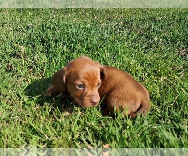 Medium Photo #9 Dachshund Puppy For Sale in CHOCTAW, OK, USA
