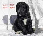 Puppy Jack Bernedoodle