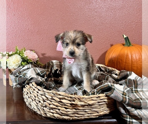 Medium Photo #4 Miniature Schnauzzie Puppy For Sale in RICHLAND, MO, USA
