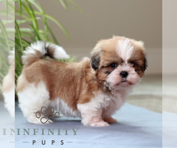 Medium Photo #4 Shih Tzu Puppy For Sale in MORGANTOWN, PA, USA