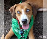 Small #5 Labrador Retriever Mix