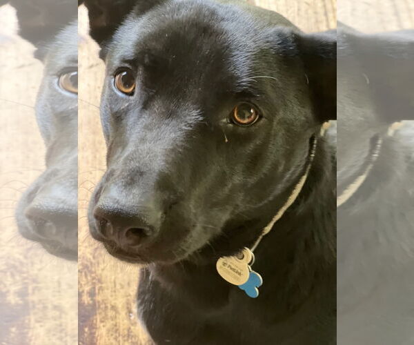 Medium Photo #7 American Staffordshire Terrier-Basset Hound Mix Puppy For Sale in Minneapolis, MN, USA