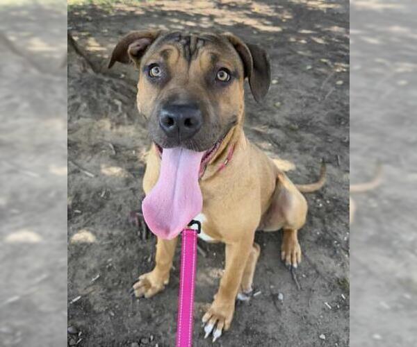 Medium Photo #3 Mutt Puppy For Sale in Bakersfield, CA, USA