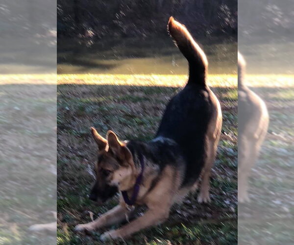 Medium Photo #3 German Shepherd Dog Puppy For Sale in New Hill, NC, USA