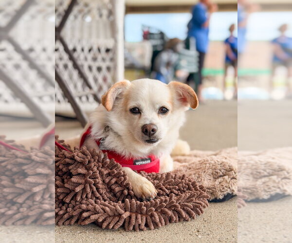 Medium Photo #21 Chihuahua-Unknown Mix Puppy For Sale in Mundelein, IL, USA