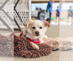Small #20 Chihuahua Mix
