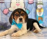 Small Photo #5 Beagle Puppy For Sale in LANCASTER, PA, USA