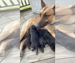 Belgian Malinois-Dutch Shepherd Dog Mix Litter for sale in WHITNEY POINT, NY, USA