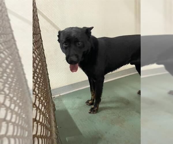 Medium Photo #1 German Shepherd Dog Puppy For Sale in Palmetto, FL, USA