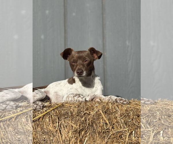Medium Photo #3 Chihuahua-Unknown Mix Puppy For Sale in Fort Collins, CO, USA