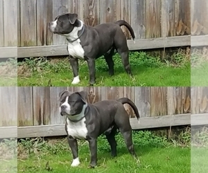 Father of the American Bully puppies born on 09/28/2019