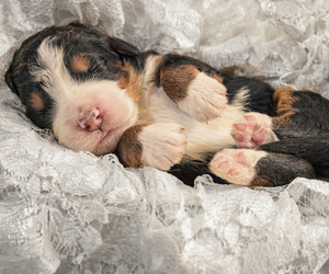 Bernedoodle-Bernese Mountain Dog Mix Puppy for sale in ERIE, CO, USA