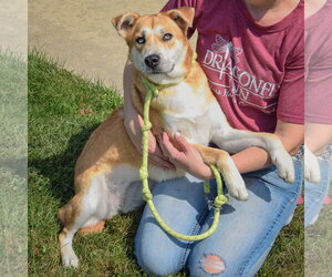 Azriel - Female Gerberian Shepsky Dog for Adoption - Photo #4