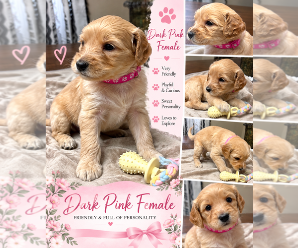 Medium Photo #9 Double Doodle Puppy For Sale in LAKELAND, FL, USA