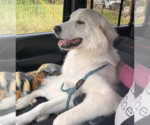 Small #24 Great Pyrenees