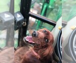 Small Photo #1 Irish Setter Puppy For Sale in OREM, UT, USA