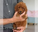Small #2 Goldendoodle