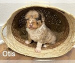 Puppy Otis Aussiedoodle