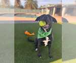 Small American Pit Bull Terrier-Labrador Retriever Mix