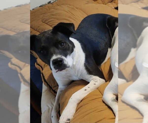 Medium Photo #2 American Pit Bull Terrier-Unknown Mix Puppy For Sale in Amarillo, TX, USA