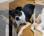 Small #1 American Pit Bull Terrier Mix