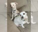 Small #4 Chihuahua Mix