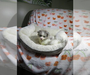 Pomeranian Puppy for Sale in COOKEVILLE, Tennessee USA