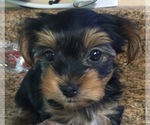 Small Photo #6 Yorkshire Terrier Puppy For Sale in MONETA, VA, USA