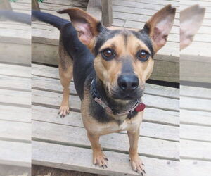 Mutt Dogs for adoption in Boston, MA, USA