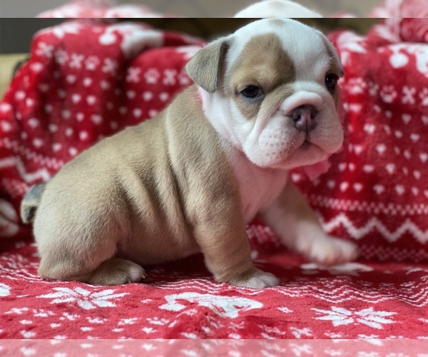 Medium Photo #2 English Bulldog Puppy For Sale in COVINGTON, WA, USA