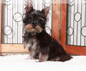 Yorkshire Terrier Puppy for Sale in NAPLES, Florida USA