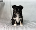 Small Photo #8 Chihuahua Puppy For Sale in BEAUMONT, TX, USA