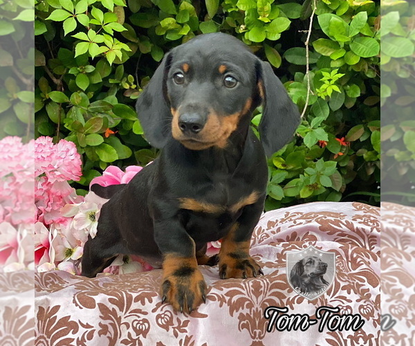 Medium Photo #1 Dachshund Puppy For Sale in MIAMI, FL, USA