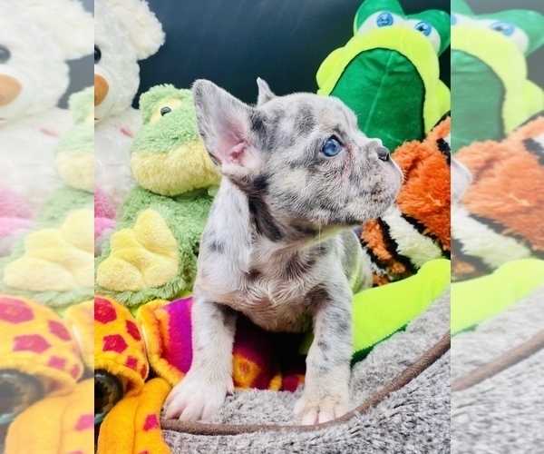 Medium Photo #5 French Bulldog Puppy For Sale in BELLVIEW, TX, USA