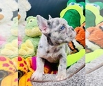 Small Photo #5 French Bulldog Puppy For Sale in BELLVIEW, TX, USA