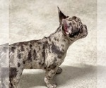 Small #30 French Bulldog