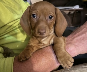 Dachshund Puppy for sale in MILLSTADT, IL, USA