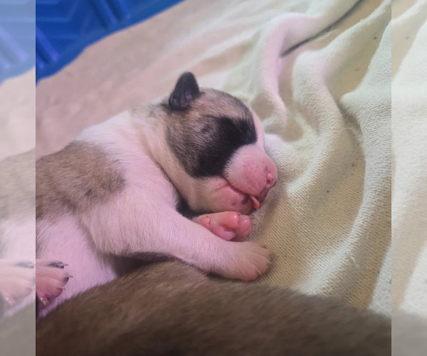Medium Photo #12 Akita Puppy For Sale in HUTCHINSON, MN, USA