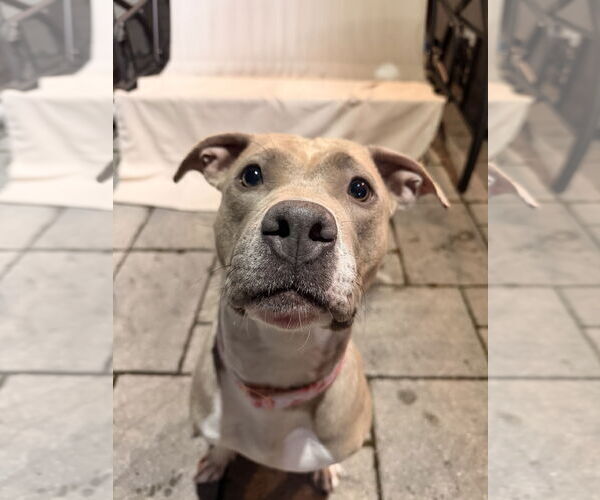 Medium Photo #2 American Pit Bull Terrier-Unknown Mix Puppy For Sale in Spring Lake, NJ, USA
