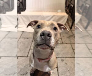 Josie - Female American Pit Bull Terrier-Unknown Mix Dog for Adoption - Photo #2