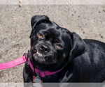 Small #13 Pug Mix