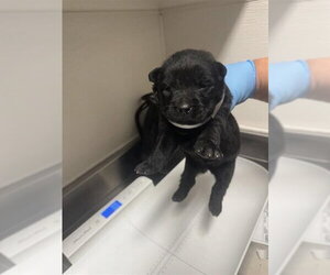Labrador Retriever-Unknown Mix Dogs for adoption in Houston, TX, USA