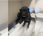 A663209 - Female Labrador Retriever-Unknown Mix Dog for Adoption - Small photo