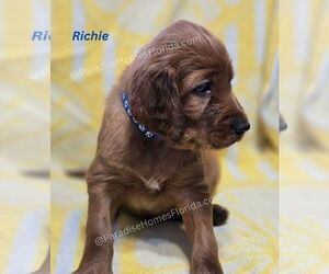 Irish Setter Puppy for Sale in SEMINOLE, Florida USA