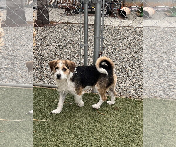 Medium Photo #3 Beagle Puppy For Sale in Menifee, CA, USA