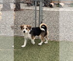 Small #2 Beagle